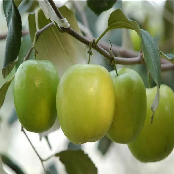 B_U_Apple_Ber_Jujube_Kul_Grafted_Fruit_Plant_(1-2_Feet_Height)