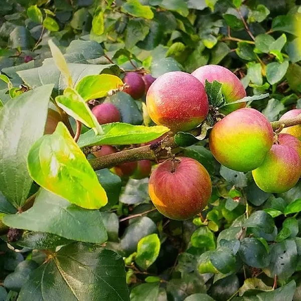 Ball_Sundari_Apple_Ber_Jujube_Kul_Grafted_Fruit_Plant_(1-2_Feet_Height)