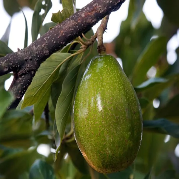 Seedling_Avocado_Butter_Fruit_Plant_(1.5-2_Feet_Height)