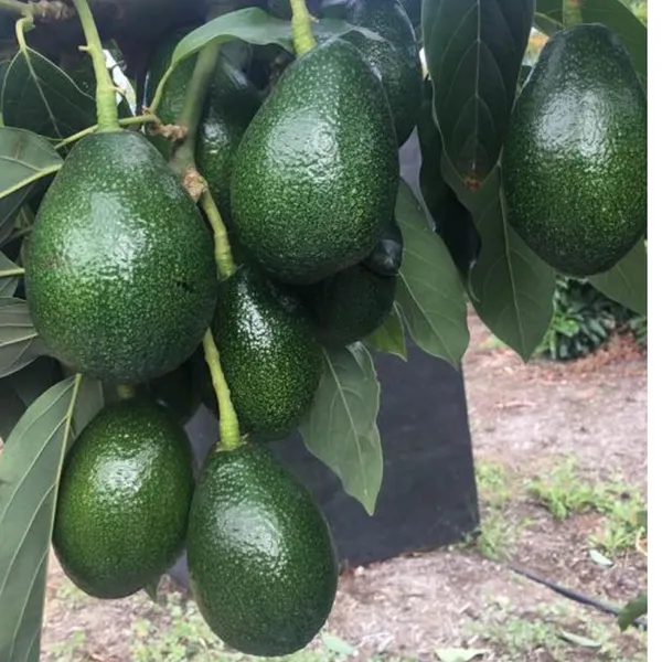 Seedling_Avocado_Butter_Fruit_Plant_(1.5-2_Feet_Height)