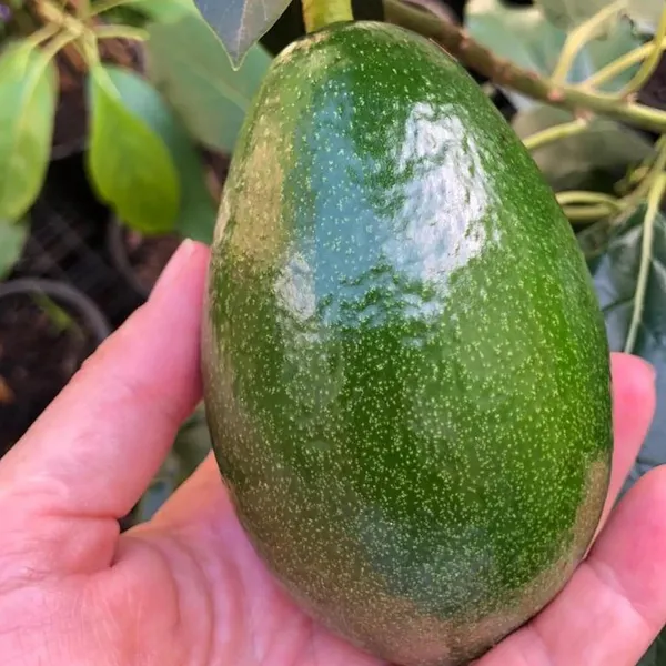 Seedling_Avocado_Butter_Fruit_Plant_(1.5-2_Feet_Height)