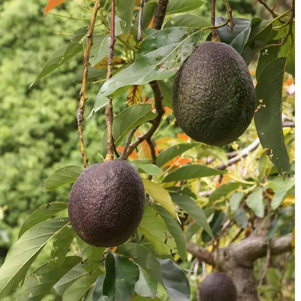 Lamb_Hass_Avocado_Butter_Fruit_Grafted_Plant_(1.5-2_Feet_Height)