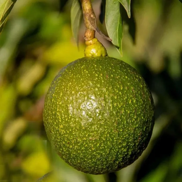Monroe_Round_Avocado_Butter_Fruit_Grafted_Plant_(1.5-2_Feet_Height)