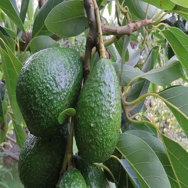 Hass_Avocado_Butter_Fruit_Grafted_Plant_(1.5-2_Feet_Height)