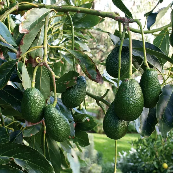 Hass_Avocado_Butter_Fruit_Grafted_Plant_(1.5-2_Feet_Height)
