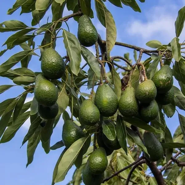 Hass_Avocado_Butter_Fruit_Grafted_Plant_(1.5-2_Feet_Height)