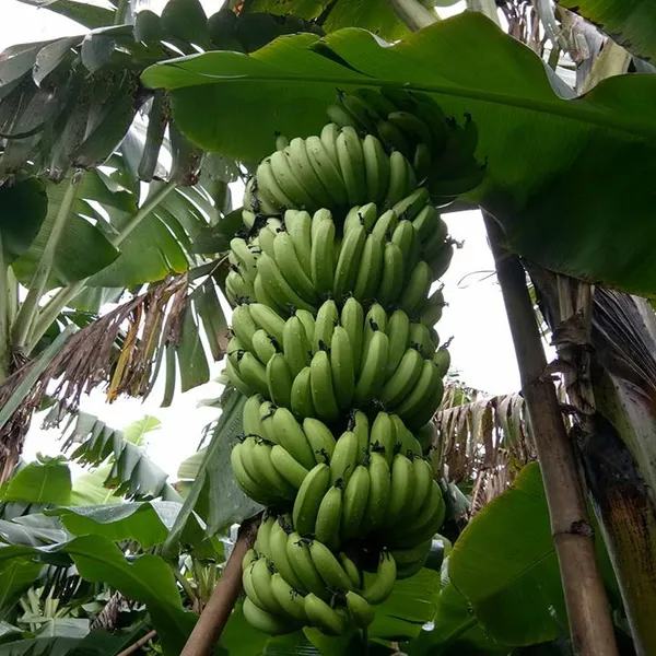 Grand_Naine_G9_Banana_Tissue_Caltured_Fruit_Fruit_Plant_(1.5-2_Feet_Height)