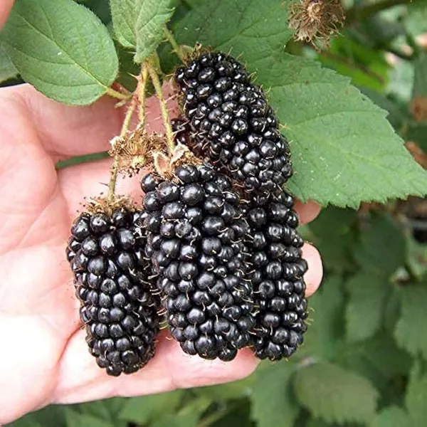 Blackberry_Climbing_Plant