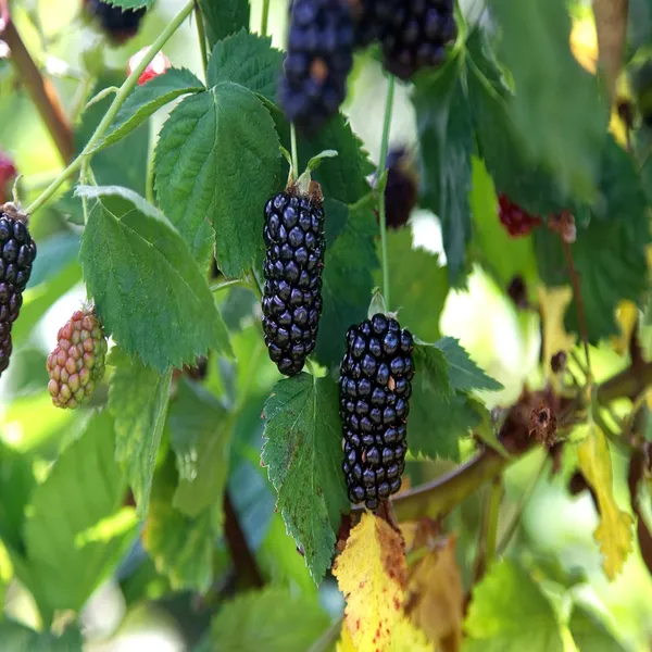 Blackberry_Climbing_Plant