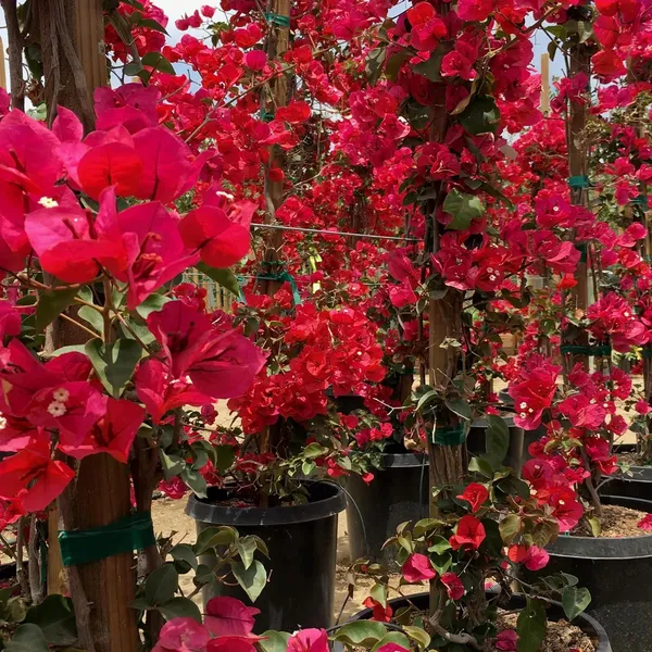 Red_Colour_Bougainvillea_Kagoj_Ful_Shrubs_Flower_Plant_(1-2_Feet_Height)