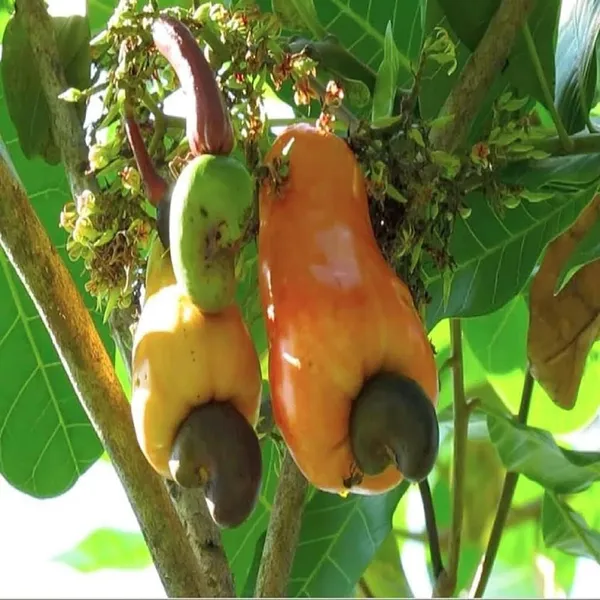 Jhargram_1_Kaju_Cashew_Nut_Anacardium_Fruit_Plant_(1.5-3_Feet_Height)