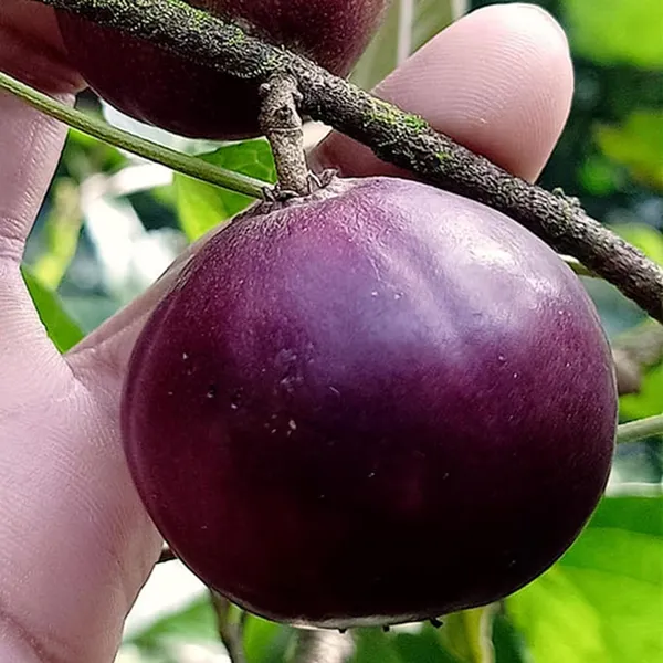 Manila_Tennis_Ball_Cherry_Cherries_Grafted_Plant_(1-2_Feet_Height)