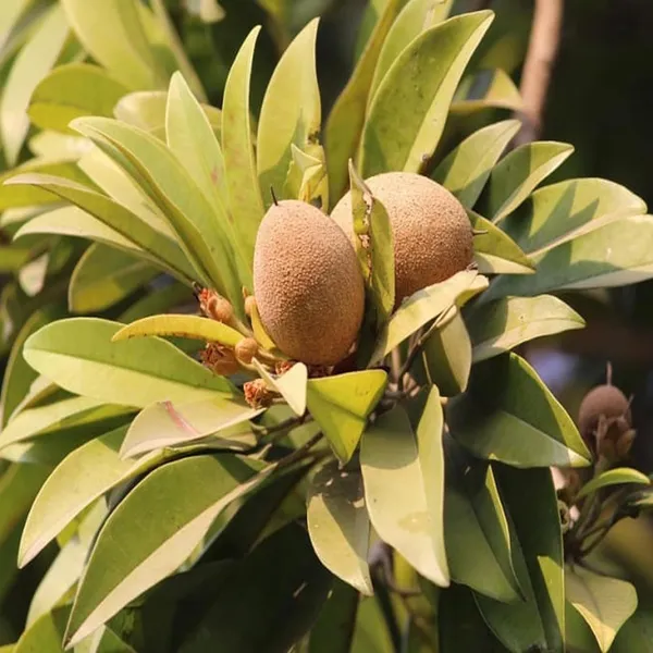 Thai_Kalapatti_Chikoo_Sapota_Grafted_Fruit_Plant_(1.5-3_Feet_Height)