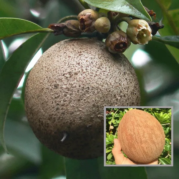 Jambo_Chikoo_Sapota_Grafted_Fruit_Plant_(1.5-3_Feet_Height)