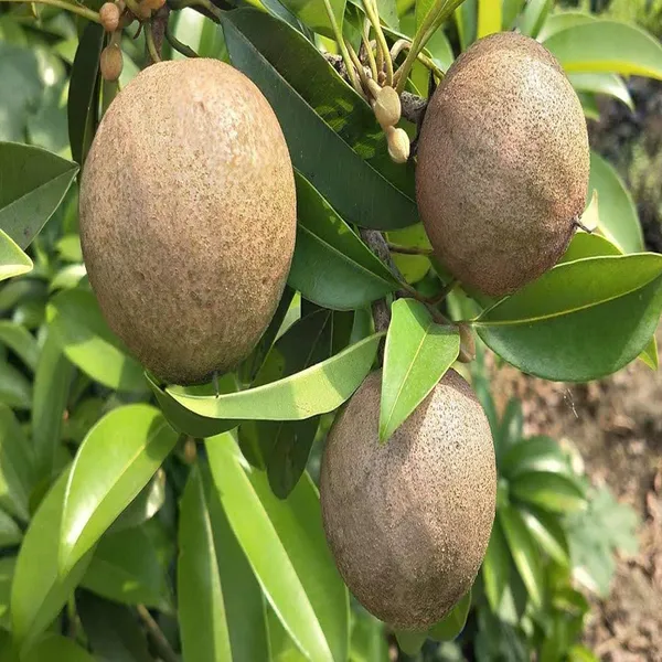Jambo_Chikoo_Sapota_Grafted_Fruit_Plant_(1.5-3_Feet_Height)