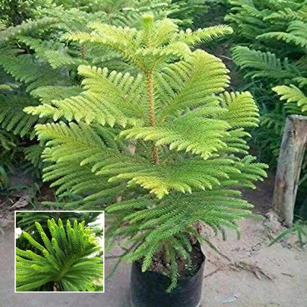 Christmas_Tree_Araucaria_Heterophylla_Jhau_Plant_(1.5-3_Feet_Height)