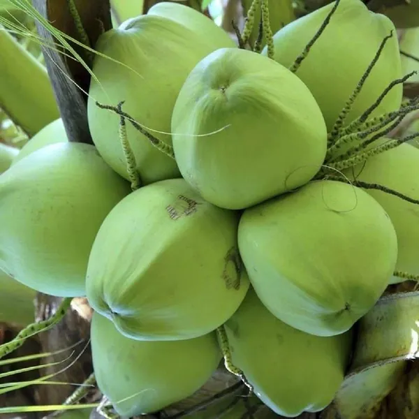 Kerala_Kalpasree_Coconut_Nariyal_Hybrid_Dwarf_Fruit_Plant_(2-4_Feet_Height)