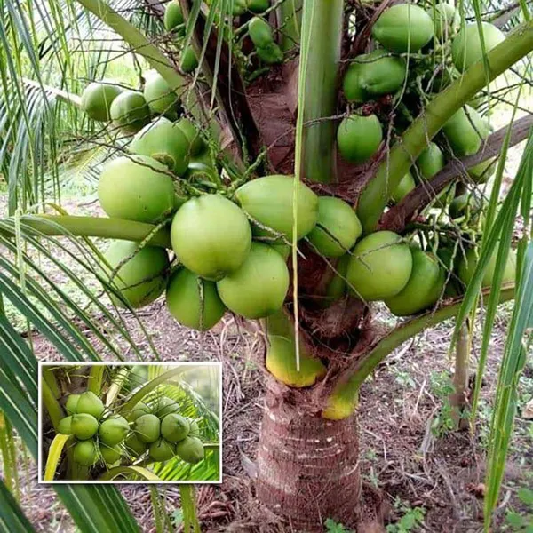 D_X_T_Coconut_Nariyal_Hybrid_Dwarf_Fruit_Plant_(2-4_Feet_Height)