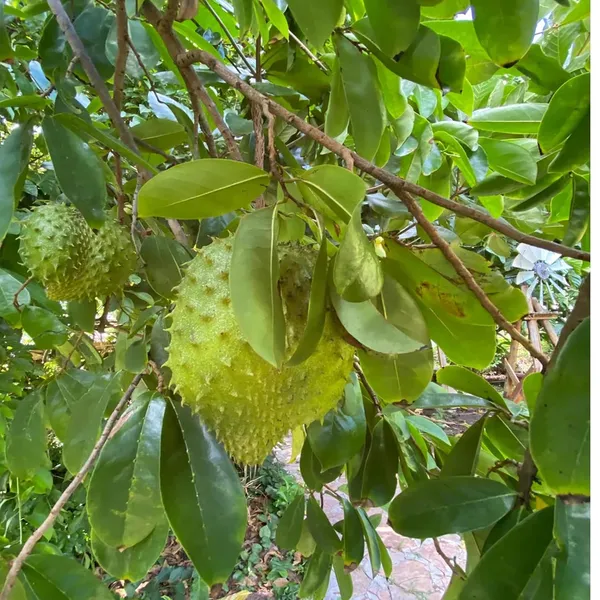 Corossol_Sour_Soup_Lakshman_Phal_Fruit_Plant_(1.5-3_Feet_Height)