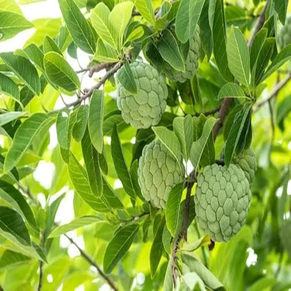 Balanagar_Custard_Apple_Sugar_Apple_Sitafal_Ata_Grafted_Fruit_Plant_(1.5-3_Feet_Height)
