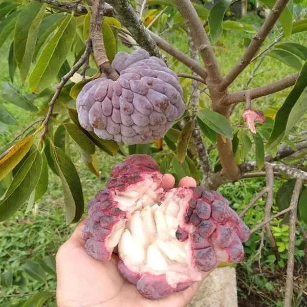 Red_Custard_Apple_Sugar_Apple_Sitafal_Ata_Grafted_Fruit_Plant_(1.5-3_Feet_Height)
