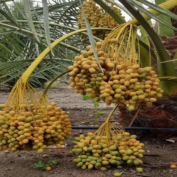 Ajwa_Dates_Palm_Arabian_Khurma_Khajoor_Dwarf_Fruit_Plant_(1.5-3_Feet_Height)
