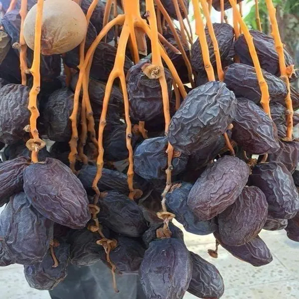 Ajwa_Dates_Palm_Arabian_Khurma_Khajoor_Dwarf_Fruit_Plant_(1.5-3_Feet_Height)