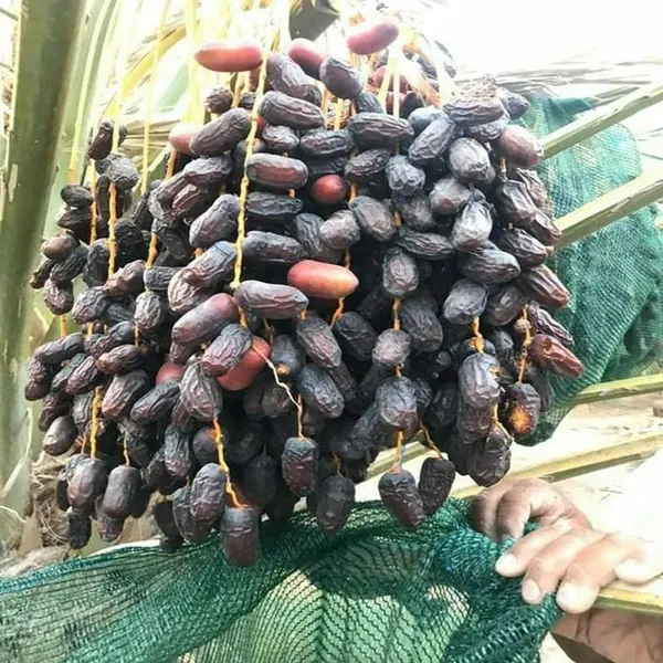 Ajwa_Dates_Palm_Arabian_Khurma_Khajoor_Dwarf_Fruit_Plant_(1.5-3_Feet_Height)