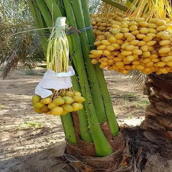 Amber_Dates_Palm_Arabian_Khurma_Khajoor_Dwarf_Fruit_Plant_(1.5-3_Feet_Height)
