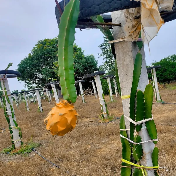 Hawaiian_Orange_Dragon_Fruit_Cutting/Grafted_Fruit_Plant_(1-2_Feet_Height)