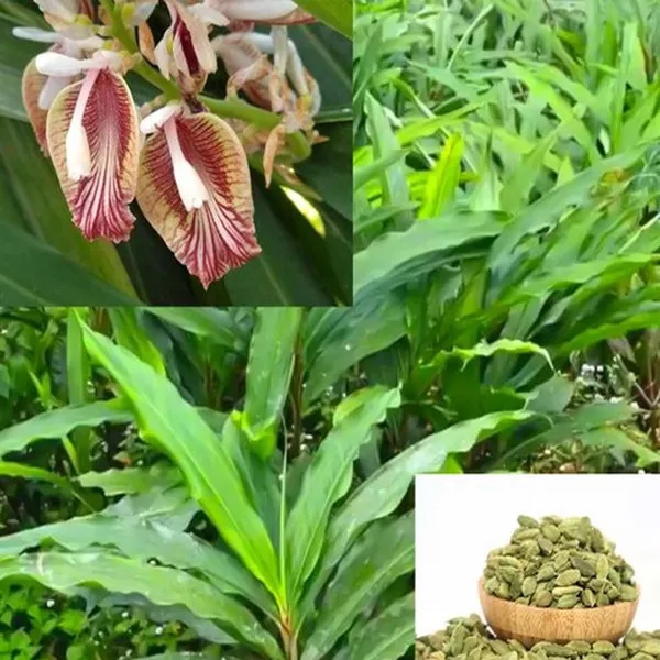 Elaichi_Cardamom_Spice_Plant_(1-2_Feet_Height)