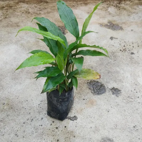 Elaichi_Cardamom_Spice_Plant_(1-2_Feet_Height)