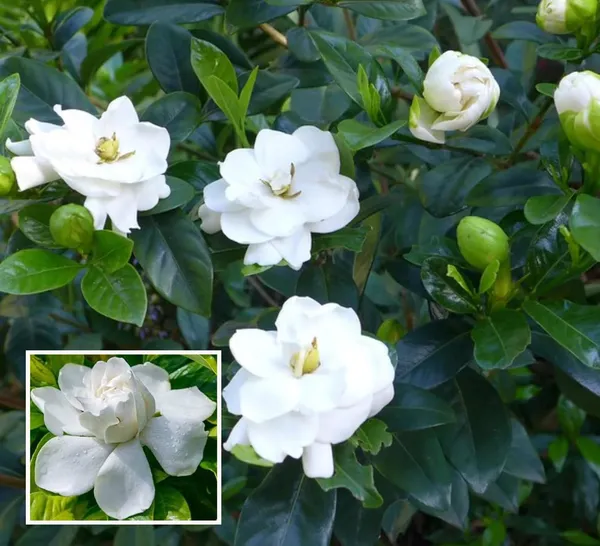 Gardenia_Gandharaj_Cape_Jasmine_Highly_Fragrant_Shrubs_Flower_Plant_(1-2_Feet_Height)