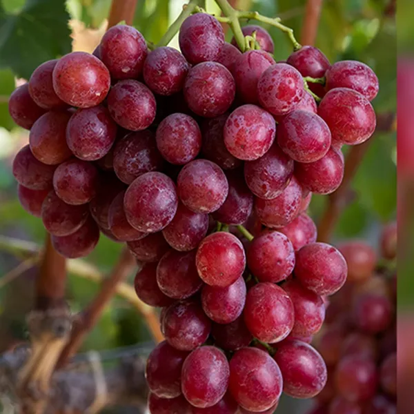 Red_Flame_Seedless_Grapes_Angoor_Layering/Grafted_Fruit_Plant