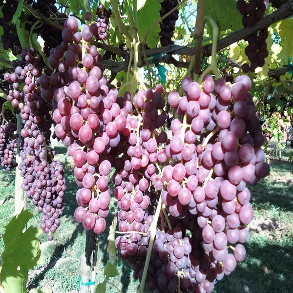 Red_Flame_Seedless_Grapes_Angoor_Layering/Grafted_Fruit_Plant