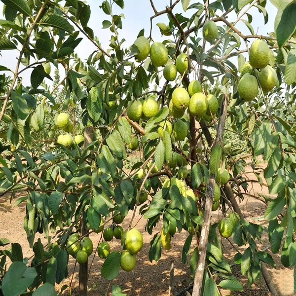 Vnr_Bihi_Guava_Amrood_Layering/Grafted_Fruit_Plant_(1.5-3_Feet_Height)