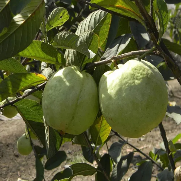 Vnr_Bihi_Guava_Amrood_Layering/Grafted_Fruit_Plant_(1.5-3_Feet_Height)