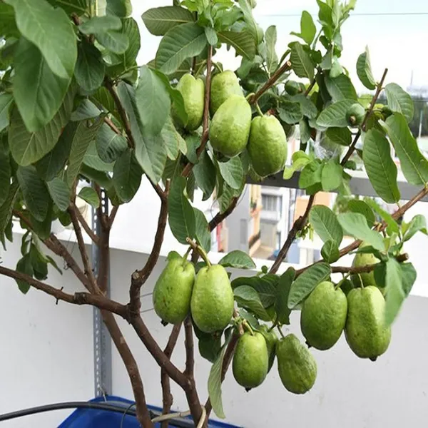 Thai_7_Guava_Amrood_Layering/Grafted_Fruit_Plant_(1.5-3_Feet_Height)
