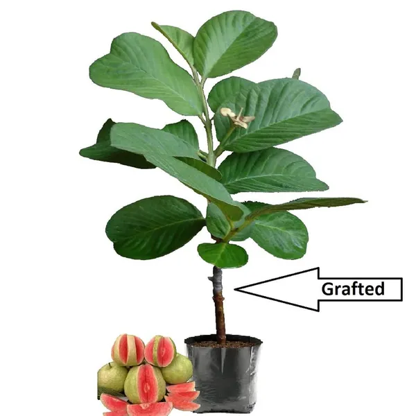 Red_Dimond_Guava_Amrood_Variety_Fruit_Grafted_Plant_(1-2_Feet_Height)