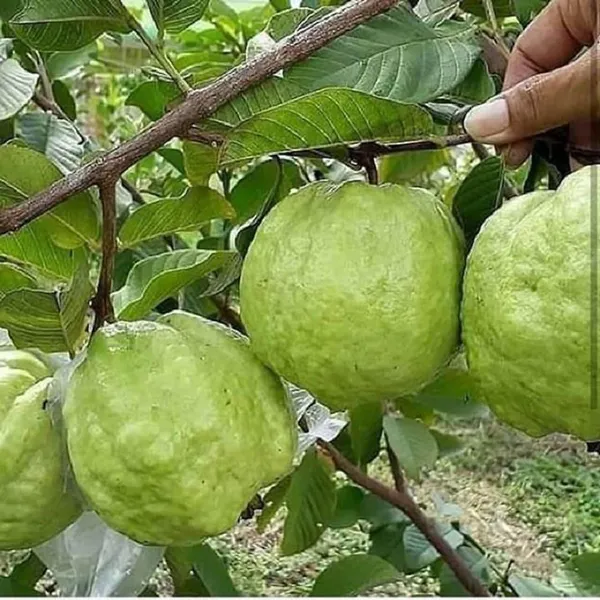 Kg_Big_Size_Guava_Amrood_Layering/Grafted_Fruit_Plant_(1.5-3_Feet_Height)