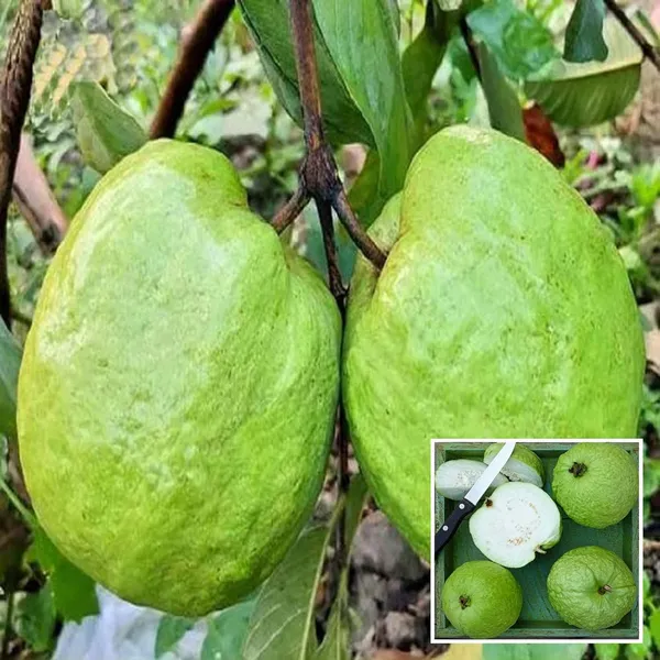Super_Kiran_Thai_5_Guava_Amrood_Layering/Grafted_Fruit_Plant_(1.5-3_Feet_Height)