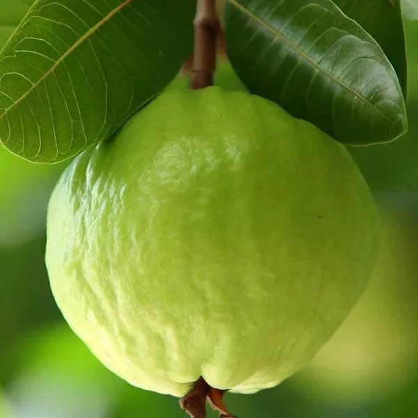 Super_Kiran_Thai_5_Guava_Amrood_Layering/Grafted_Fruit_Plant_(1.5-3_Feet_Height)