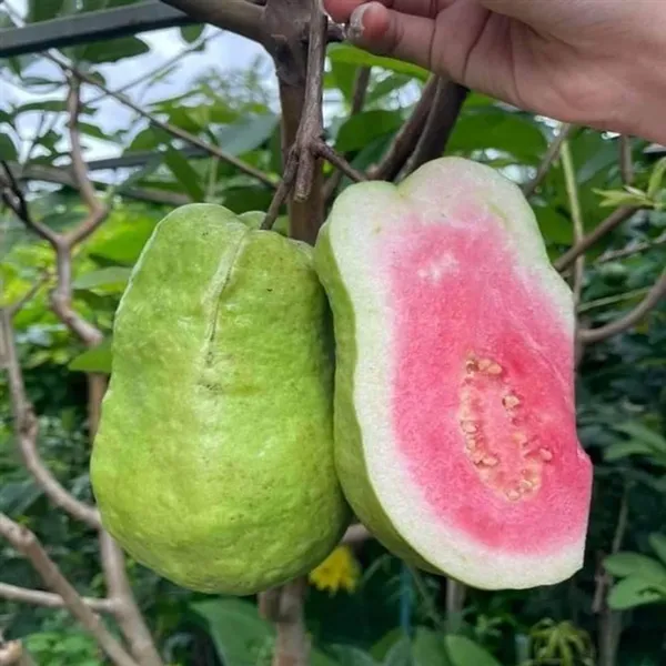 Taiwan_Pink_Guava_Amrood_Layering/Grafted_Fruit_Plant_(1.5-3_Feet_Height)