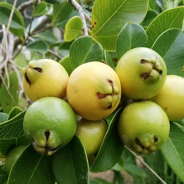 Yellow_Strawberry_Guava_Amrood_Layering/Grafted_Fruit_Plant_(1.5-3_Feet_Height)