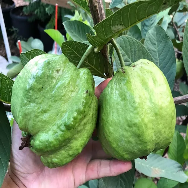 Seedless_White_Diamond_Guava_Amrood_Layering/Grafted_Fruit_Plant_(1.5-3_Feet_Height)
