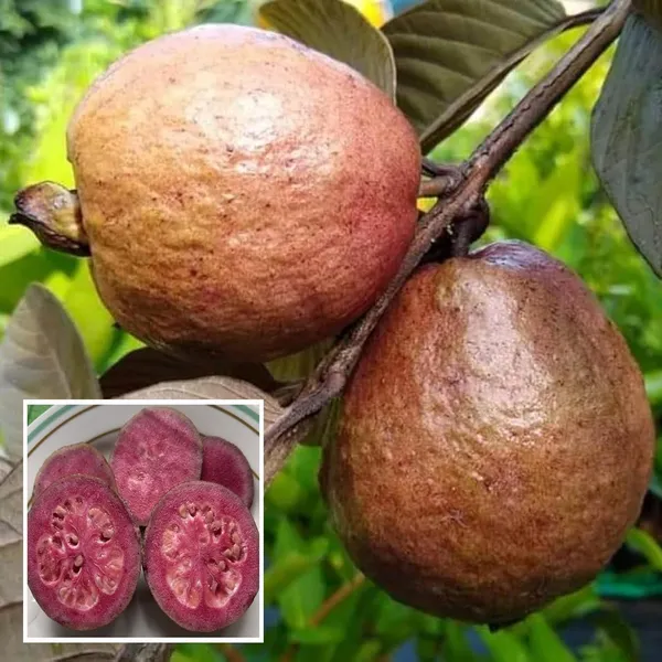 Red_Malaysian_Guava_Amrood_Layering/Grafted_Fruit_Plant_(1.5-3_Feet_Height)