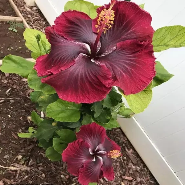 Red_Colour_Hybrid_Hibiscus_Joba_Gudhal_Flower_Plant_(1-2_Feet_Height)