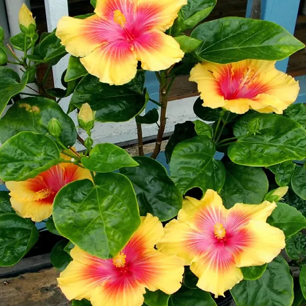 Yellow_Colour_Hybrid_Hibiscus_Joba_Gudhal_Flower_Plant_(1-2_Feet_Height)