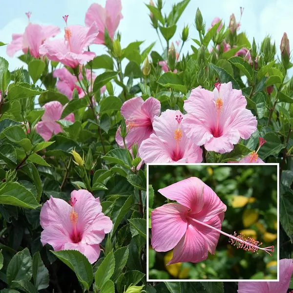 Pink_Colour_Hibiscus_Joba_Gudhal_Flower_Plant_(1-2_Feet_Height)