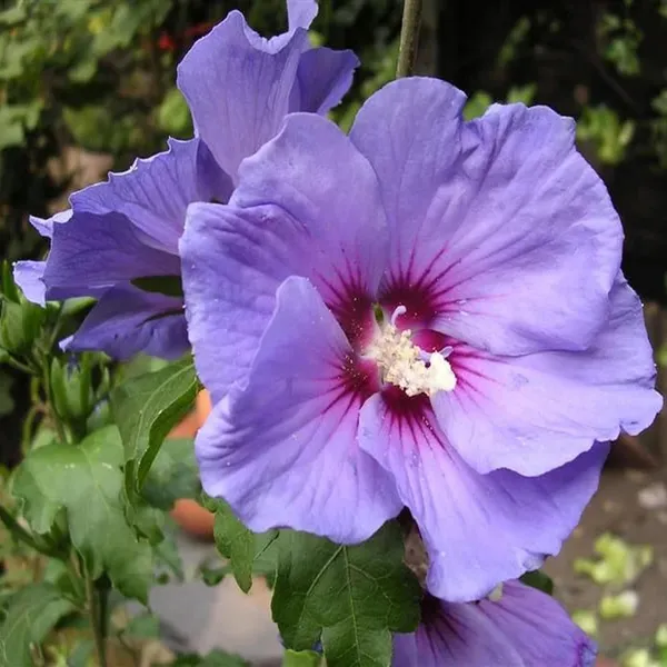 Purple_Colour_Hibiscus_Joba_Gudhal_Flower_Plant_(1-2_Feet_Height)
